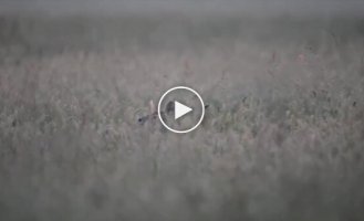 Редкий водяной олень