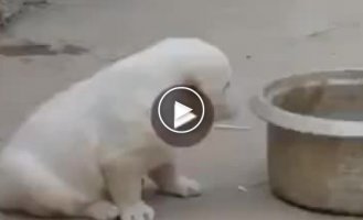 Puppy impersonates a rooster