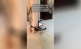 A street cat brought kittens to the house of the person who fed her