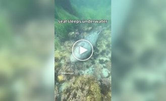 How seals sleep underwater