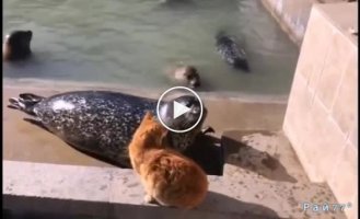 A red cat explained to a seal how to talk to him