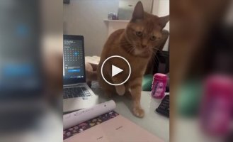 Кот мешает хозяйке составить список дел на день