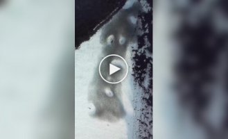 Полювання рифових акул з висоти