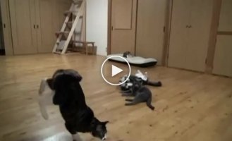 Грация кошек в замедленной съемке