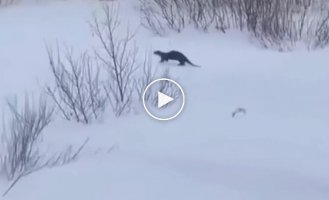 Otter on a winter walk