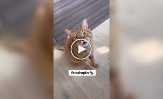 Разнообразие кошачьих звуков. Часть 3