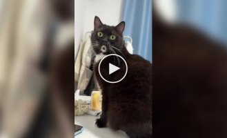 Самый удивленный кот