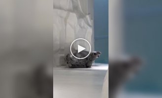 Seal stretches after a nap