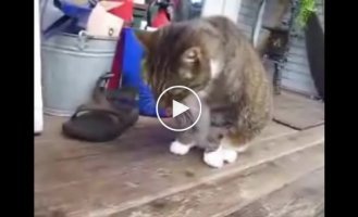 Коты и шерсть, компиляция