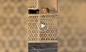 Коты готовились к драке, но один решил действовать иначе