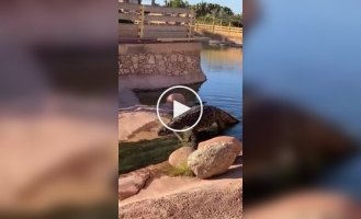 Крокодил решил прокатиться с водной горки — улегся на пузо и поехал вниз