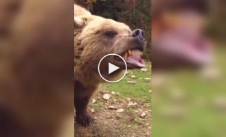 Possibly the last thing you see in the forest with a bear