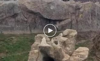 Kharkov Zoo. Wolves howl in unison with alarm