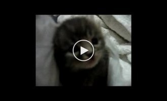 Чих котенка
