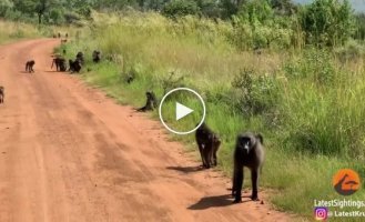 В ЮАР сняли на видео бабуина, укравшего детёныша у леопарда