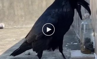 Crows are smart animals