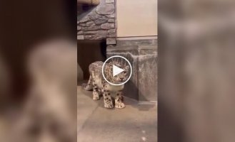 Когда впервые понял, что есть кошки больше тебя