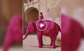 A girl painted an elephant pink and outraged Indians
