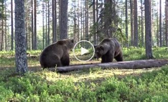 Впечатляющий бой двух медведей в лесу
