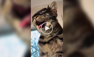 A guy prints hats for his cat