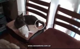 Кот самостоятельно одел ушки