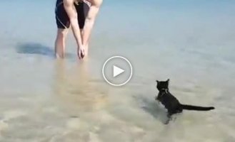 The impossible is possible. The cat who went swimming surprised his owners
