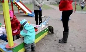 Кот охранник против собаки