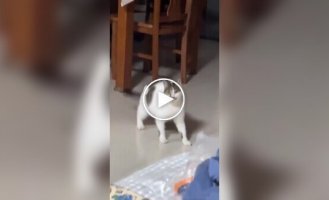 A cat calls its owner to play