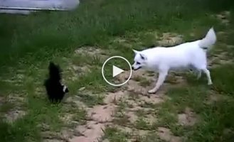 Собака против скунса
