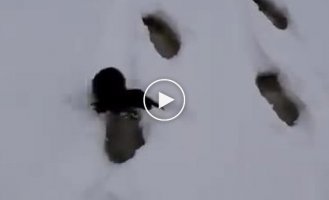 Хитрая норка ворует улов рыбака