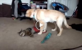 Зрительный контакт у собаки и кота прошел с неудобствами