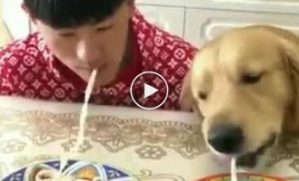 Парень бросил своей собаке вызов в поедании лапши на скорость