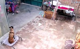 A quick-witted dog turned off the power to the scooter's charger and prevented a fire.