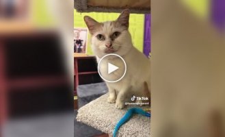 Nobody wants to take a cat from a shelter because of its appearance - a "dirty" face