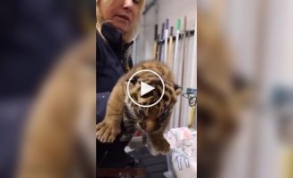 Tiger cubs don't want to weigh themselves