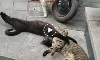 The cat caught his cat with another