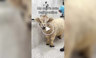 Дівчина влаштувала справжню СПА-процедуру для своєї корівки