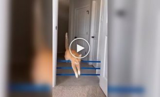 How high can a cat jump