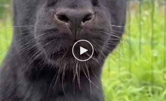 What happens if you press a panther's nose?