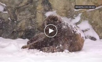 Перший сніг у Чикагському зоопарку порадував ведмежа