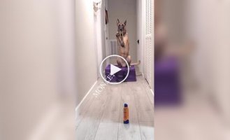 Dog learns to shoot from a slingshot