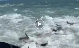 Louisiana fishermen witness dozens of sharks hunting