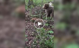 Собака не заметила олененка