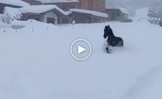 Лошади довольные играются в куче снега, который выпал на их поле за ночь