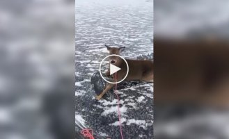 Мужик на коньках спас оленят