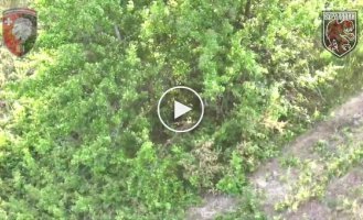 Soldiers of the 63rd Mechanized Infantry Brigade using a drone drop destroy an occupier hidden in the greenery