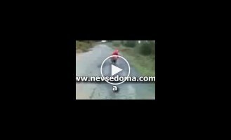 Гонки на баранах