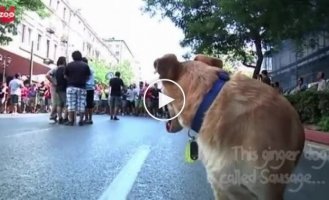 Собака и протесты