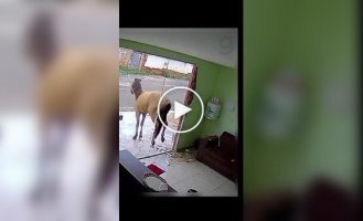 Why you shouldn't install mirrored doors when horses live nearby