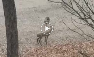 Deer, it still won’t calm down. Another deer victim